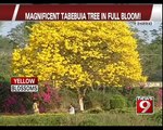 Dharward, magnificent Tabebuia tree in full bloom- NEWS9