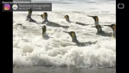 Bird-Brained Should Be A Compliment In The Year Of The Bird