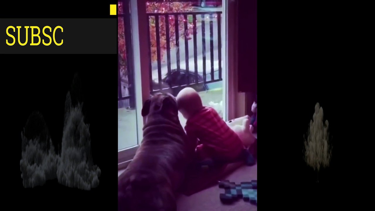 This Video is Animals  Loved Babys