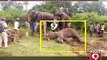Mysuru, elephant sustains grievous injury on leg - NEWS9