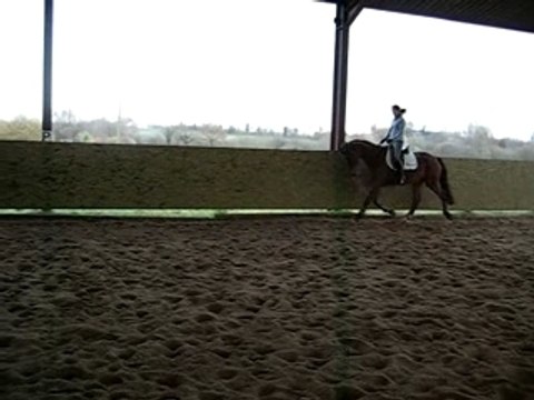 jument dressage KWPN trot