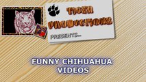 Are CHIHUAHUAS the FUNNIEST DOGS? - Funny CHIHUAHUA DOG videos that will make you LAUGH LIKE HELL