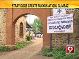 Stray Dogs Create Ruckus at Gol Gumbaz - NEWS9