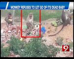 Watch: Monkey Refuses to Let Go of its Dead Baby in Kolar - NEWS9