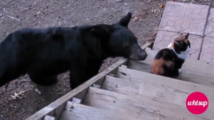 20 Fearless Cats who Will Make you say "WOW"