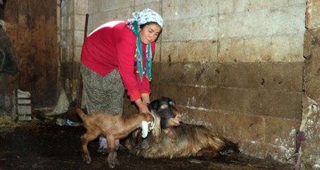 Şap Hastalığı Bulaştı, 20 Günde Onlarca Hayvan Telef Oldu