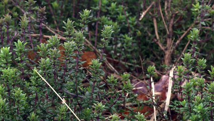 NDDL: ces zadistes qui ont déclaré leur activté agricole