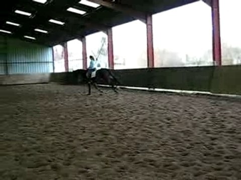 dressage KWPN galop main gauche