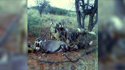 Amazing Wild Dogs Compilation - Wild Dog vs hyena vs lion - wild animal attack video