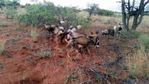 Wild Dogs Kill Hyena Wild Dogs kill eating