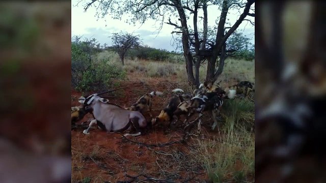 Wild Dogs Hunt and eat Hartebeest | wild dogs vs crocodile vs lion wild animal fight video
