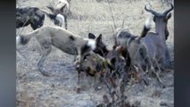 Wild Dogs Hunt and eat Hartebeest | wild dogs vs crocodile vs lion wild animal fight  video | wild dogs vs tsesseble  most amazing wild dog attack and kill videos