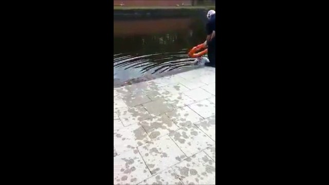 Le héro du jour : il plonge dans l'eau glacée pour sauver un chat