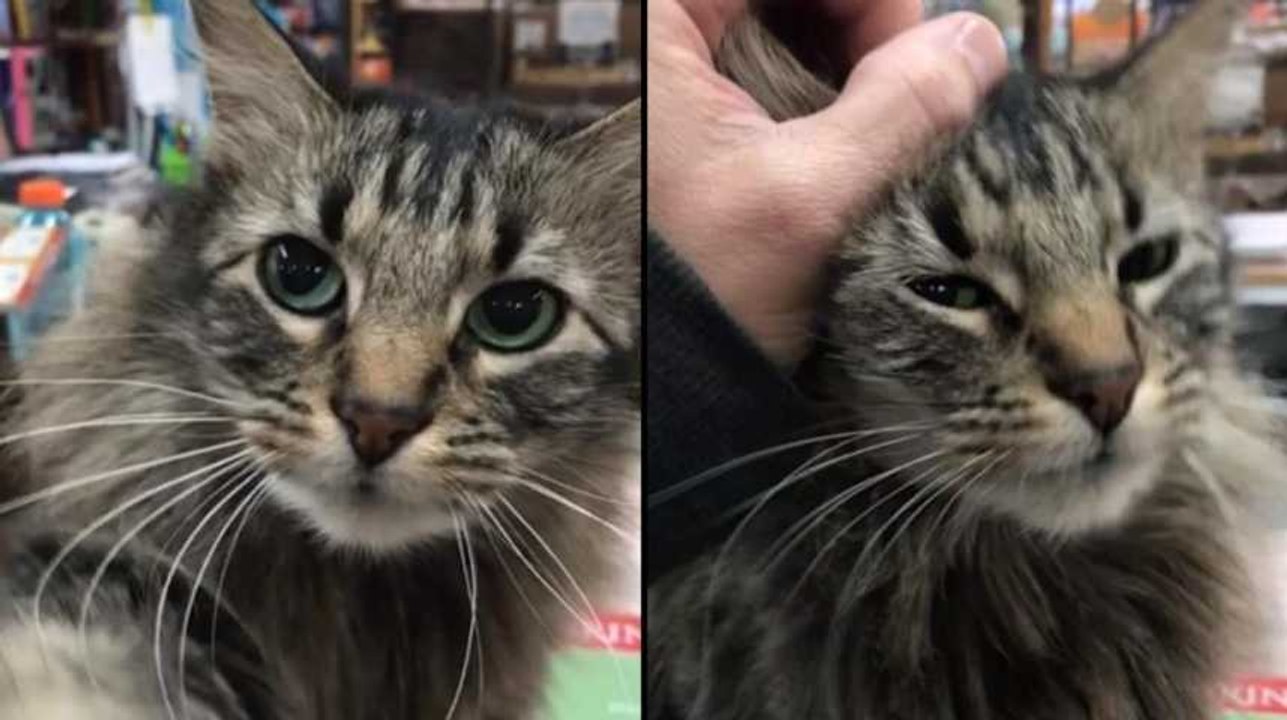 Quand un chat fait ça, on obéit c'est tout