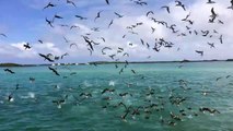 Des centaines d'oiseaux plongent pour attraper des poissons