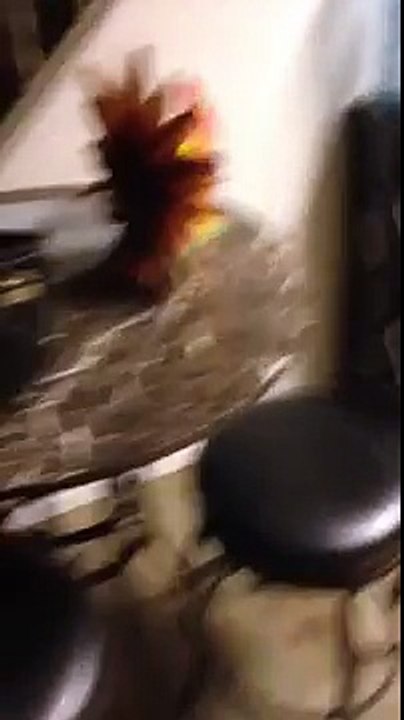 Un chat boit dans un distributeur d'eau