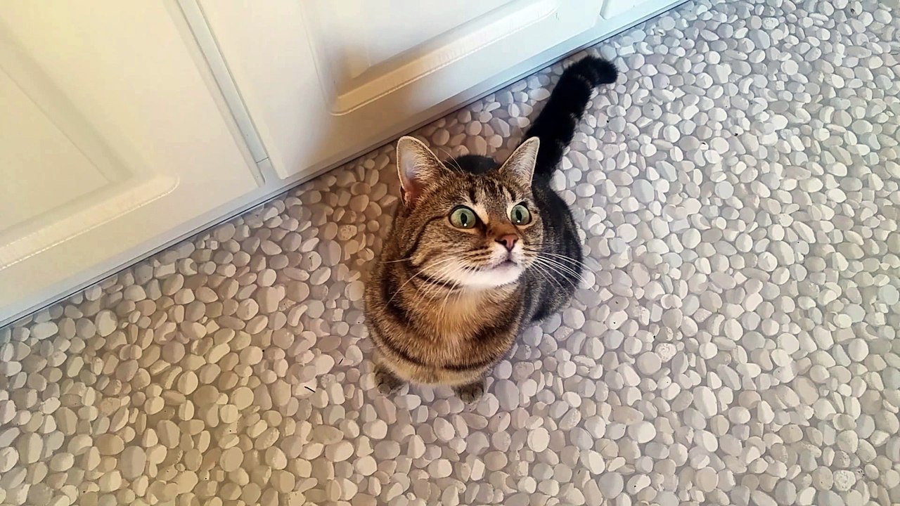 Cat demonstrates irresistible begging style