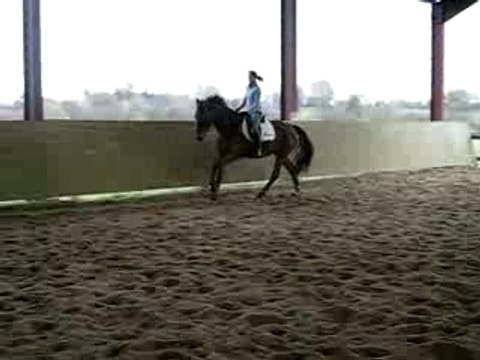jument dressage KWPN galop