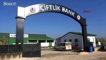 Çiftlik bank arşiv görüntüleri