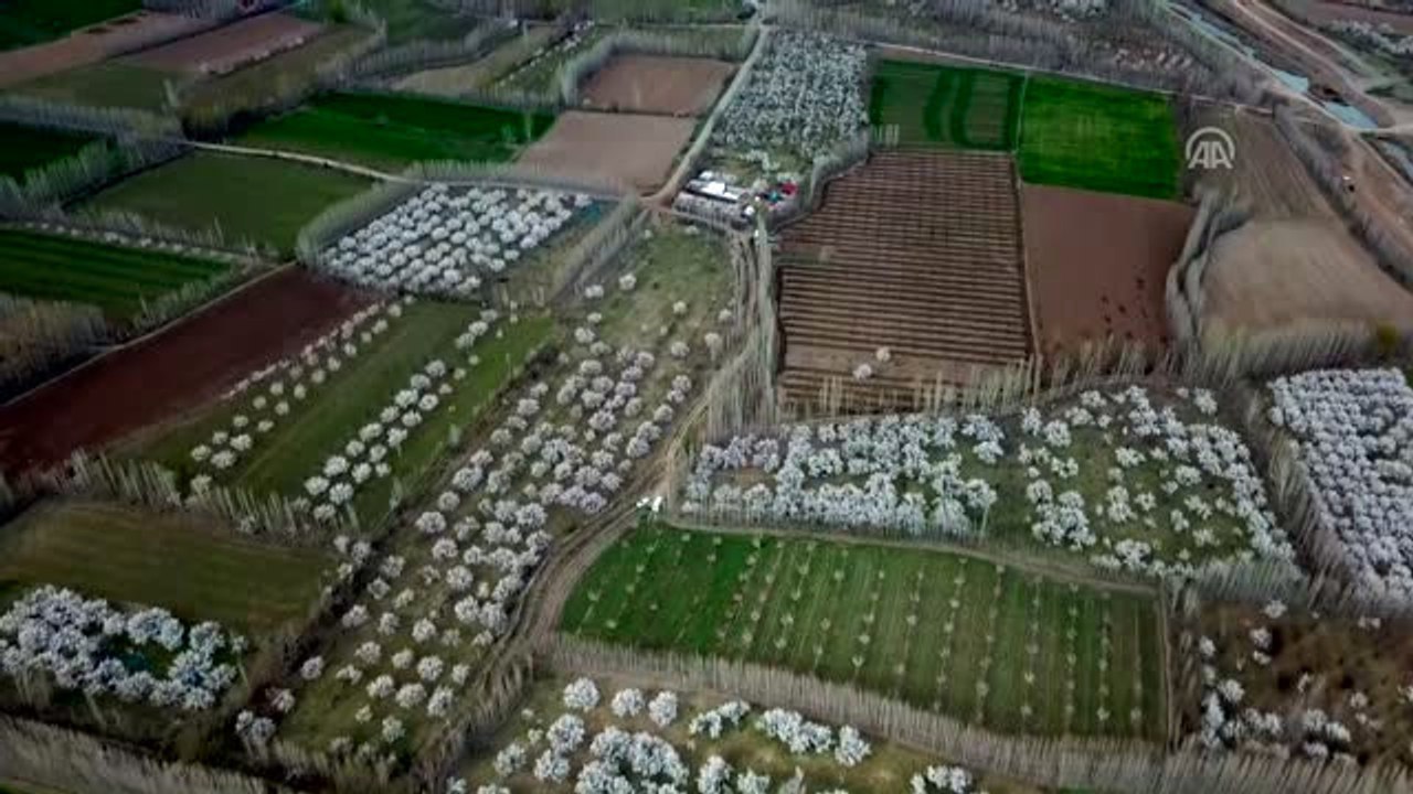 Gelinliğini Giyen Kayısı Bahçeleri Büyülüyor - Iğdır