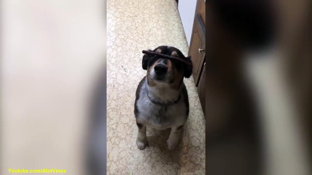 funny dog trick Try not to laugh