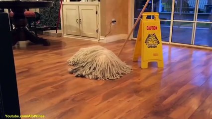 funny dog trick  Try not to laugh