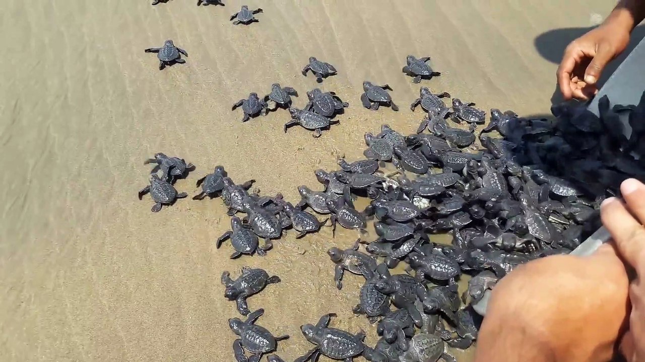 Des centaines de bébés tortues remis à la mer. Adorable