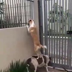 Juste un chien curieux aidé par son pote pour matter la voisine