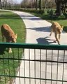 She raise them, later donated them to a zoo.. see what happen when she visited them after some years.