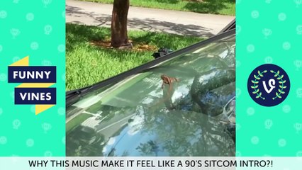 Funny ANIMAL FAILS Compilation 2018 - Best Animal Videos - Funny Vines