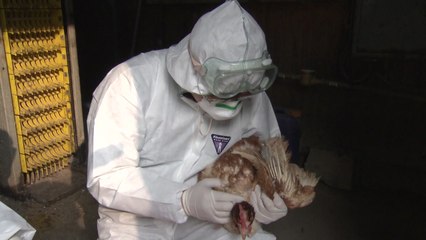 이틀새 경기·충남 4곳서 AI 검출...전국 48시간 이동중지 / YTN