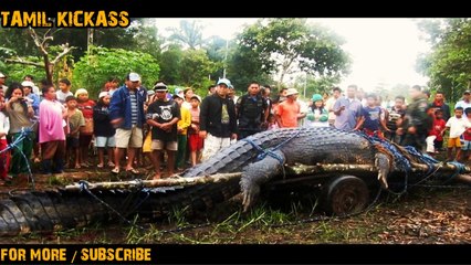 தற்செயலாக  பிடிபட்ட  உலகின் 5 மிகப்பெரிய முதலைகள்