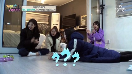 개가 된 러블리즈?! 진정한 犬아일체★  개들도 당황★