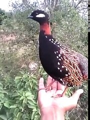 black francolin