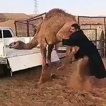 Loading a Camel on Pickup Van by a man