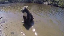 Ce koala mignon nage pour traverser une rivière !