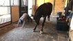 Ce cheval fait du Yoga avec son dresseur !