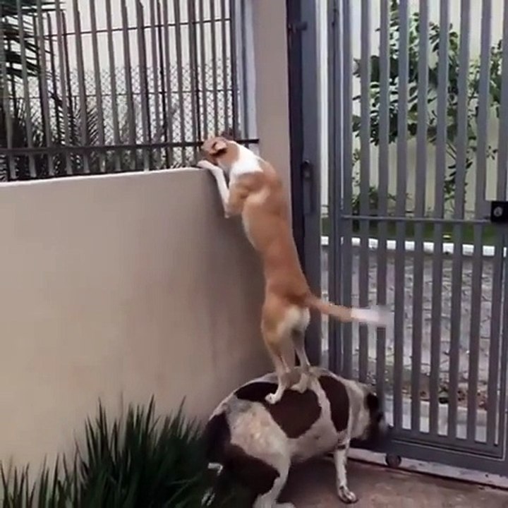 Curieux ce chien se dresse sur son pote pour re...
