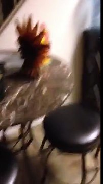 Malin ce chat boit à la fontaine du bureau en appuyant sur le bouton !