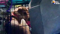 These three guys went on the craziest road trip to help this mother dog and her puppies find a home. But it was worth every single second to see them meet their