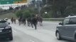 Horses Stampede Down Busy Highway Near Atlanta