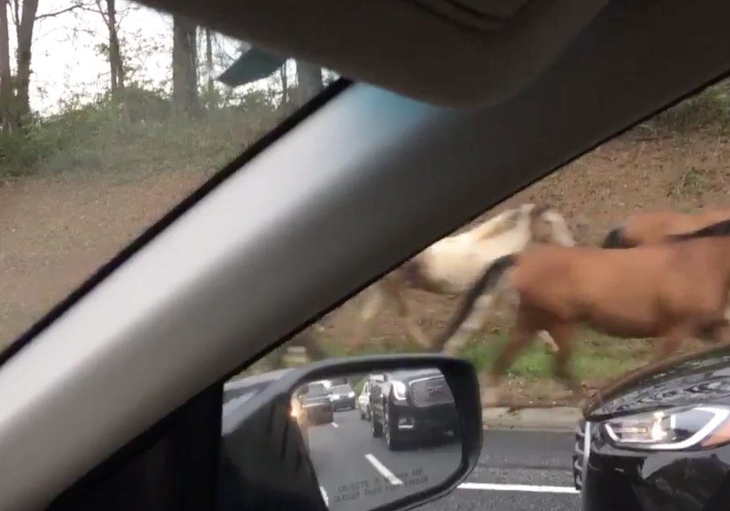 Loose Horses Get Police Escort Back to the Pen...