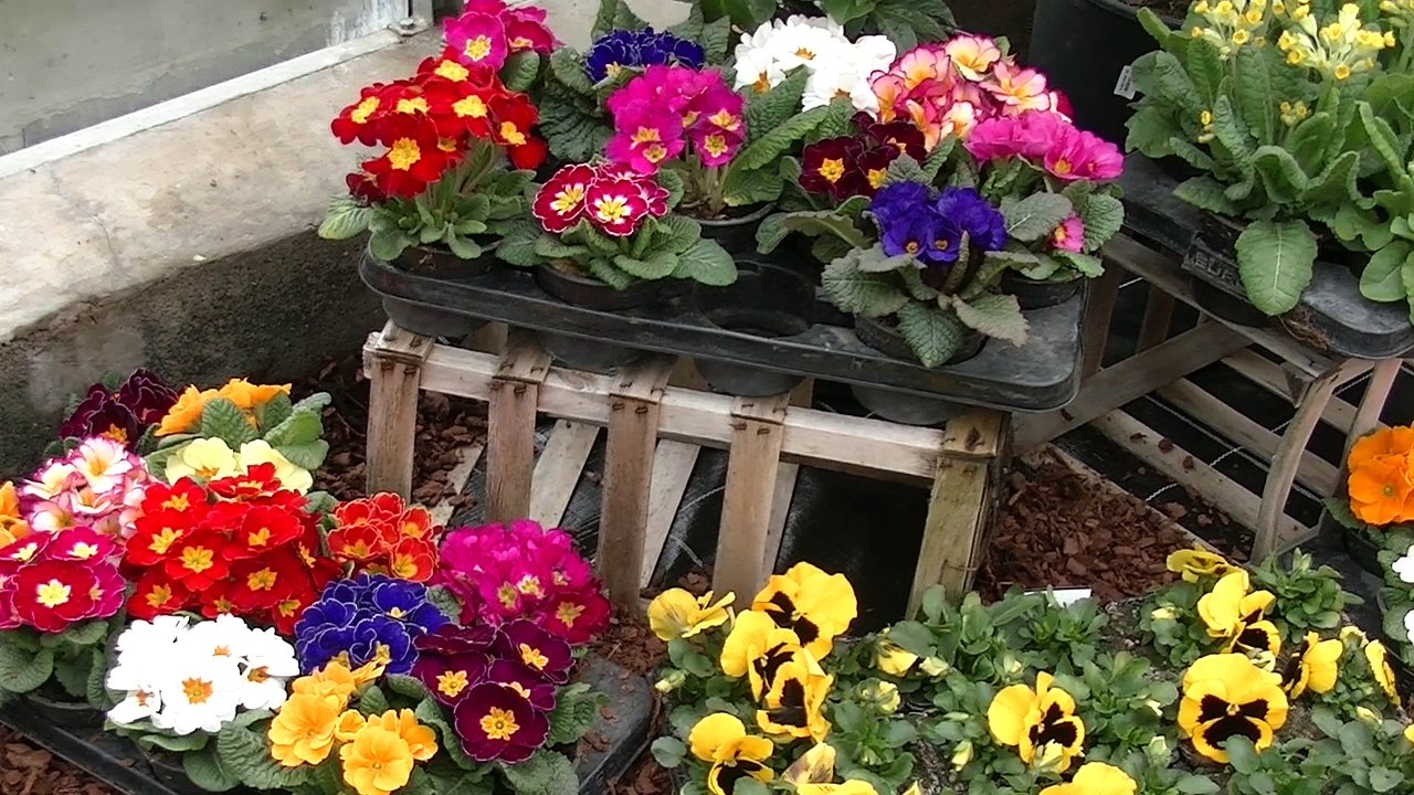 Kunst im Glashaus - in der Gärtnerei Wagner Winkelbauer - Deutsch Wagram