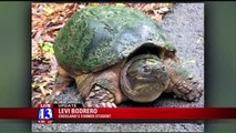 Snapping Turtle Who Was Fed Puppy in Idaho Classroom Euthanized