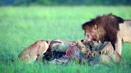 Maasai maras captivating wildlife.