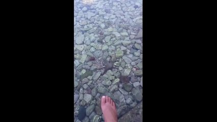 Ce petit poulpe vient rendre visite à un touriste et se met à changer de couleur