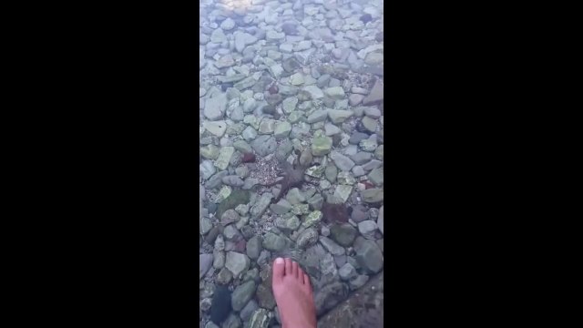 Ce petit poulpe vient rendre visite à un touriste et se met à changer de couleur