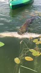 Un poisson vraiment trop gourmand essaie de manger un autre poisson aussi gros que lui