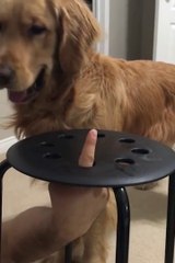 Un jeu un peu risqué avec son chien... Mais tellement drole