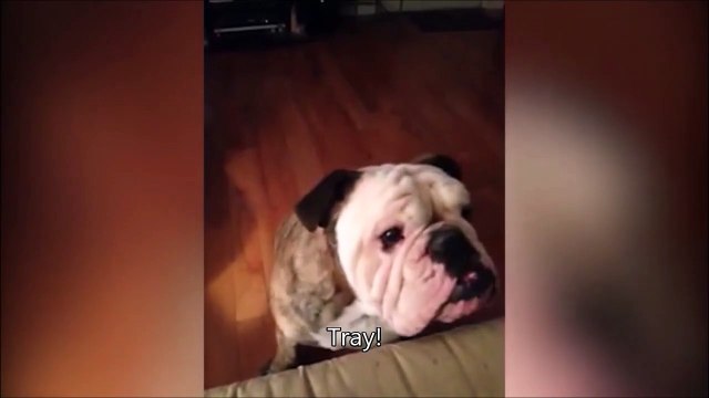 Ce chien lève la main pour dire qu'il a faim... Bien dressé